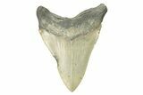 Serrated, Fossil Megalodon Tooth - North Carolina #272804-1